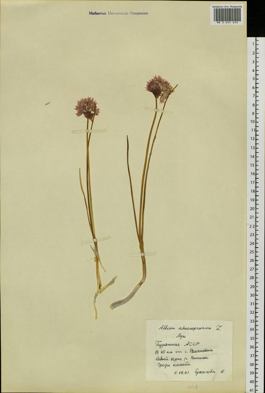 Allium schoenoprasum L., Siberia, Baikal & Transbaikal region (S4) (Russia)