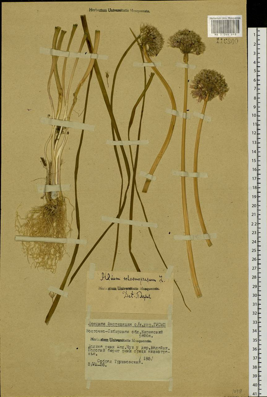 Allium schoenoprasum L., Siberia, Baikal & Transbaikal region (S4) (Russia)