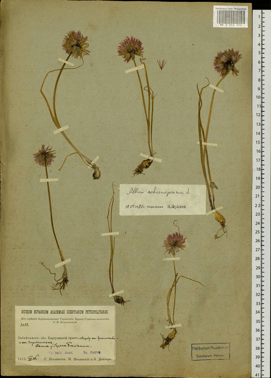 Allium schoenoprasum L., Siberia, Baikal & Transbaikal region (S4) (Russia)