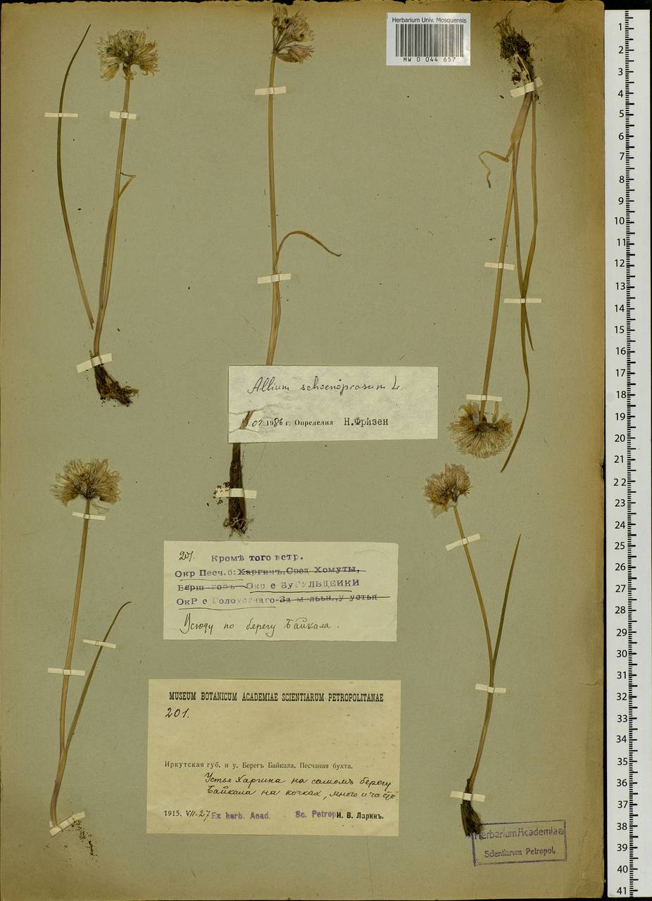 Allium schoenoprasum L., Siberia, Baikal & Transbaikal region (S4) (Russia)