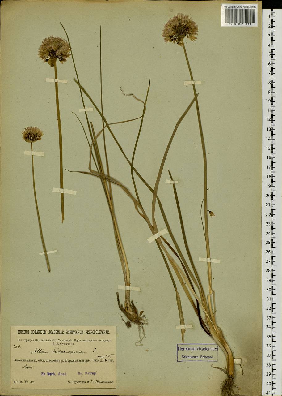 Allium schoenoprasum L., Siberia, Baikal & Transbaikal region (S4) (Russia)