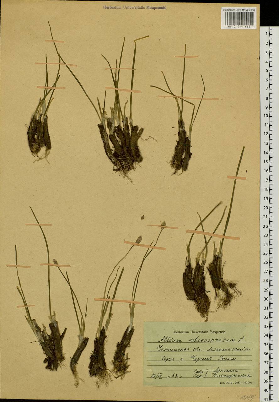 Allium schoenoprasum L., Siberia, Baikal & Transbaikal region (S4) (Russia)