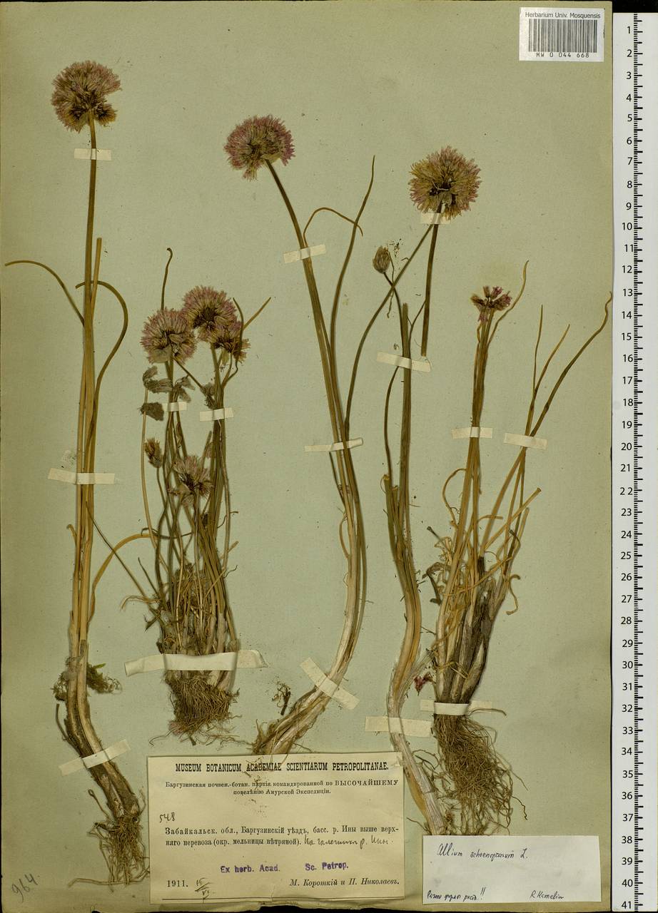 Allium schoenoprasum L., Siberia, Baikal & Transbaikal region (S4) (Russia)