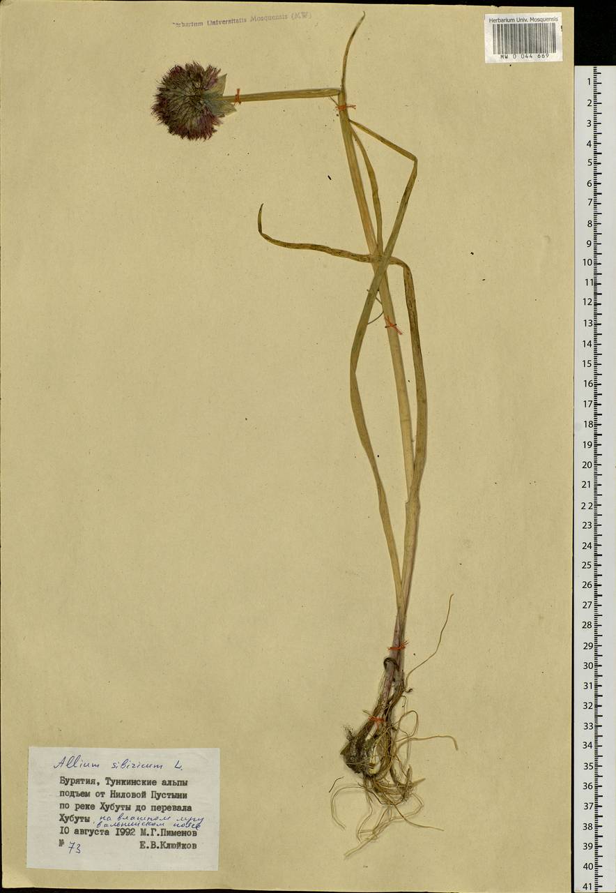 Allium schoenoprasum L., Siberia, Baikal & Transbaikal region (S4) (Russia)