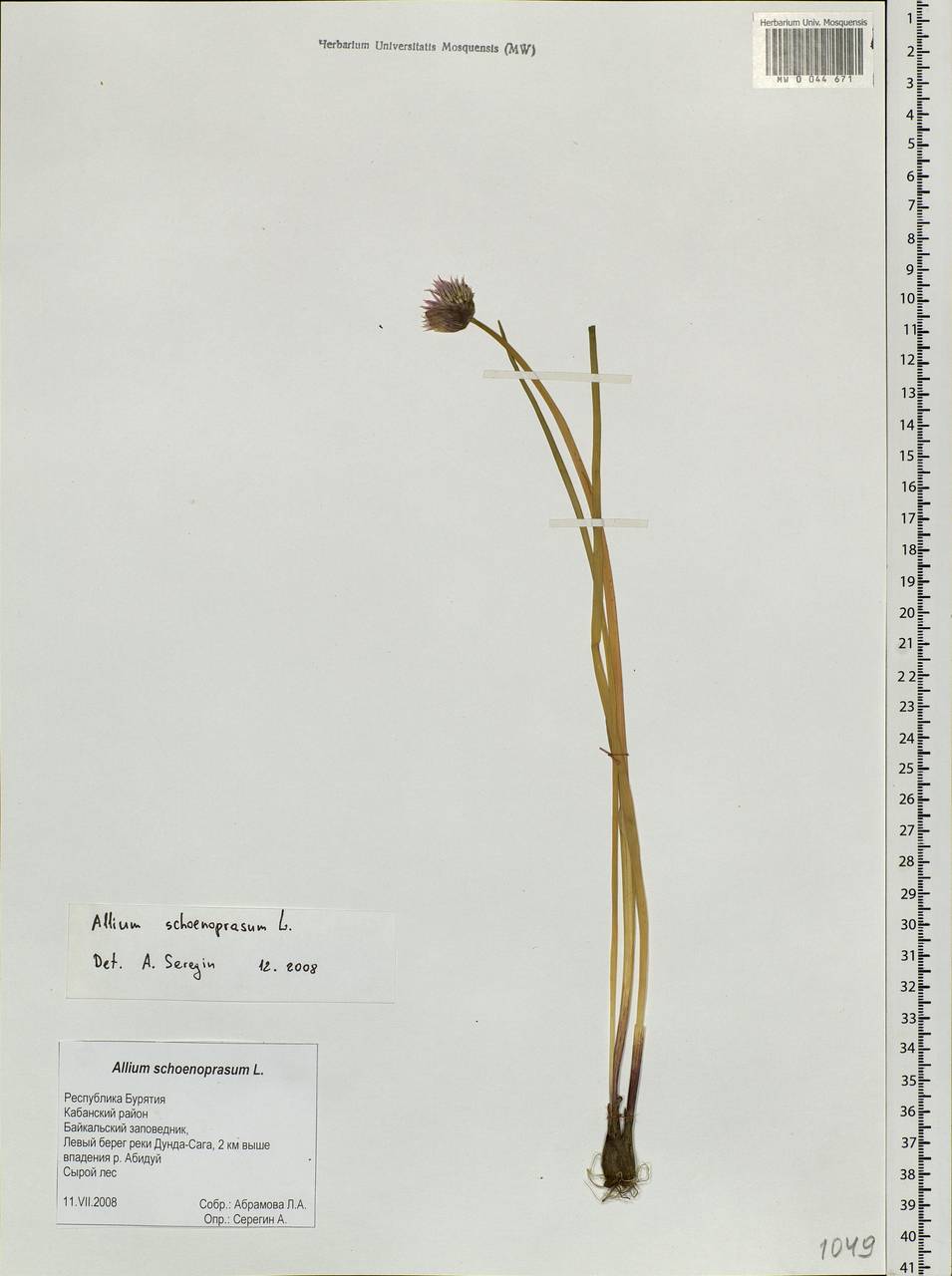 Allium schoenoprasum L., Siberia, Baikal & Transbaikal region (S4) (Russia)