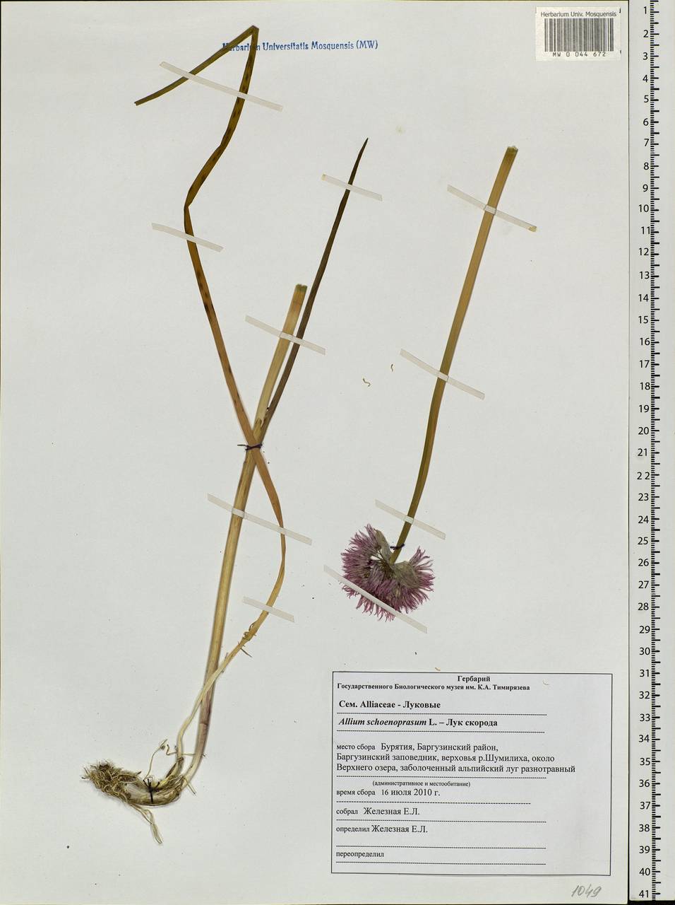 Allium schoenoprasum L., Siberia, Baikal & Transbaikal region (S4) (Russia)