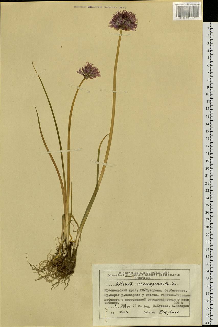 Allium schoenoprasum L., Siberia, Central Siberia (S3) (Russia)