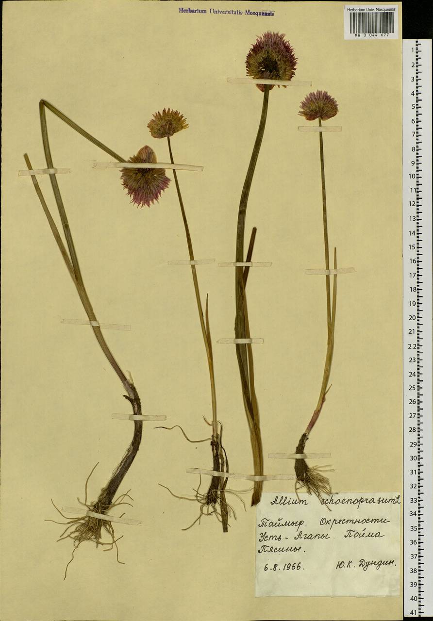 Allium schoenoprasum L., Siberia, Central Siberia (S3) (Russia)