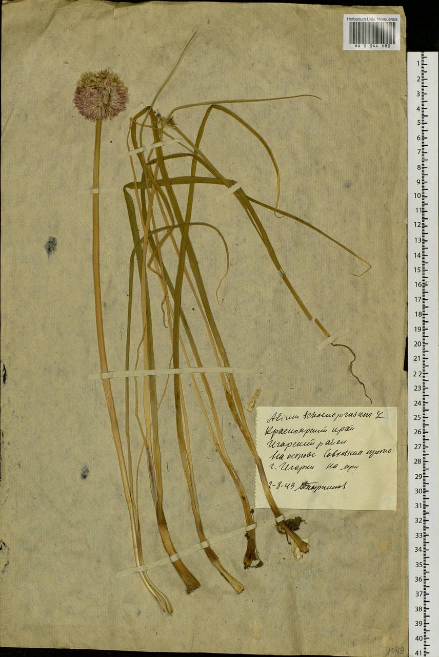 Allium schoenoprasum L., Siberia, Central Siberia (S3) (Russia)