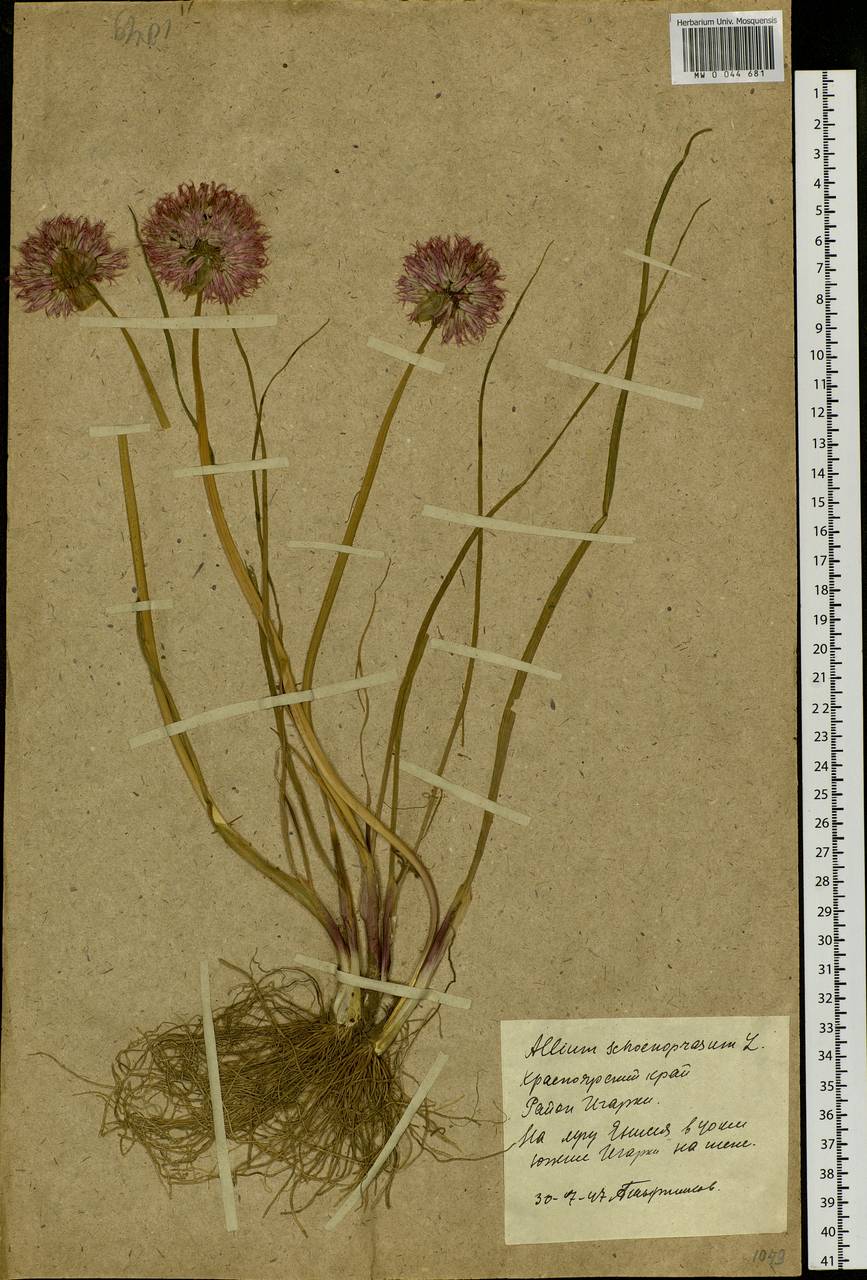 Allium schoenoprasum L., Siberia, Central Siberia (S3) (Russia)