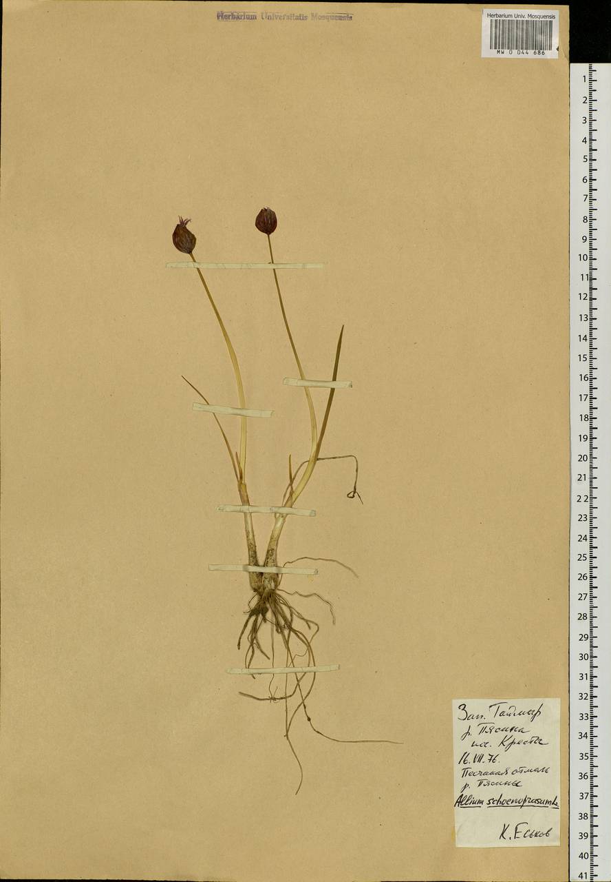 Allium schoenoprasum L., Siberia, Central Siberia (S3) (Russia)
