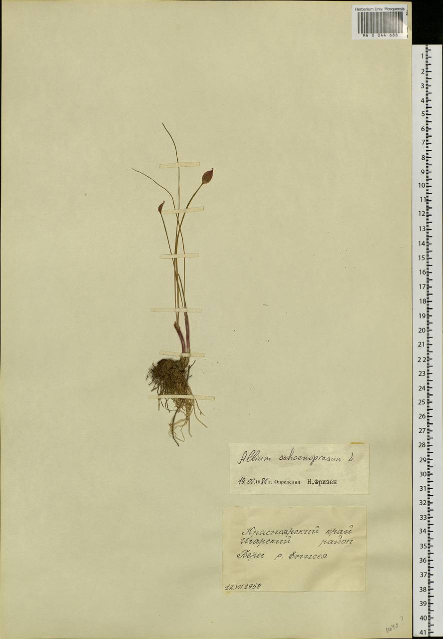 Allium schoenoprasum L., Siberia, Central Siberia (S3) (Russia)