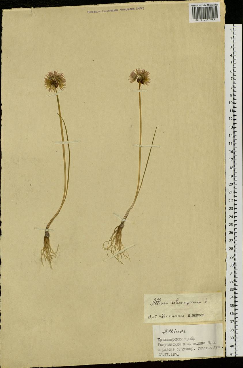 Allium schoenoprasum L., Siberia, Central Siberia (S3) (Russia)