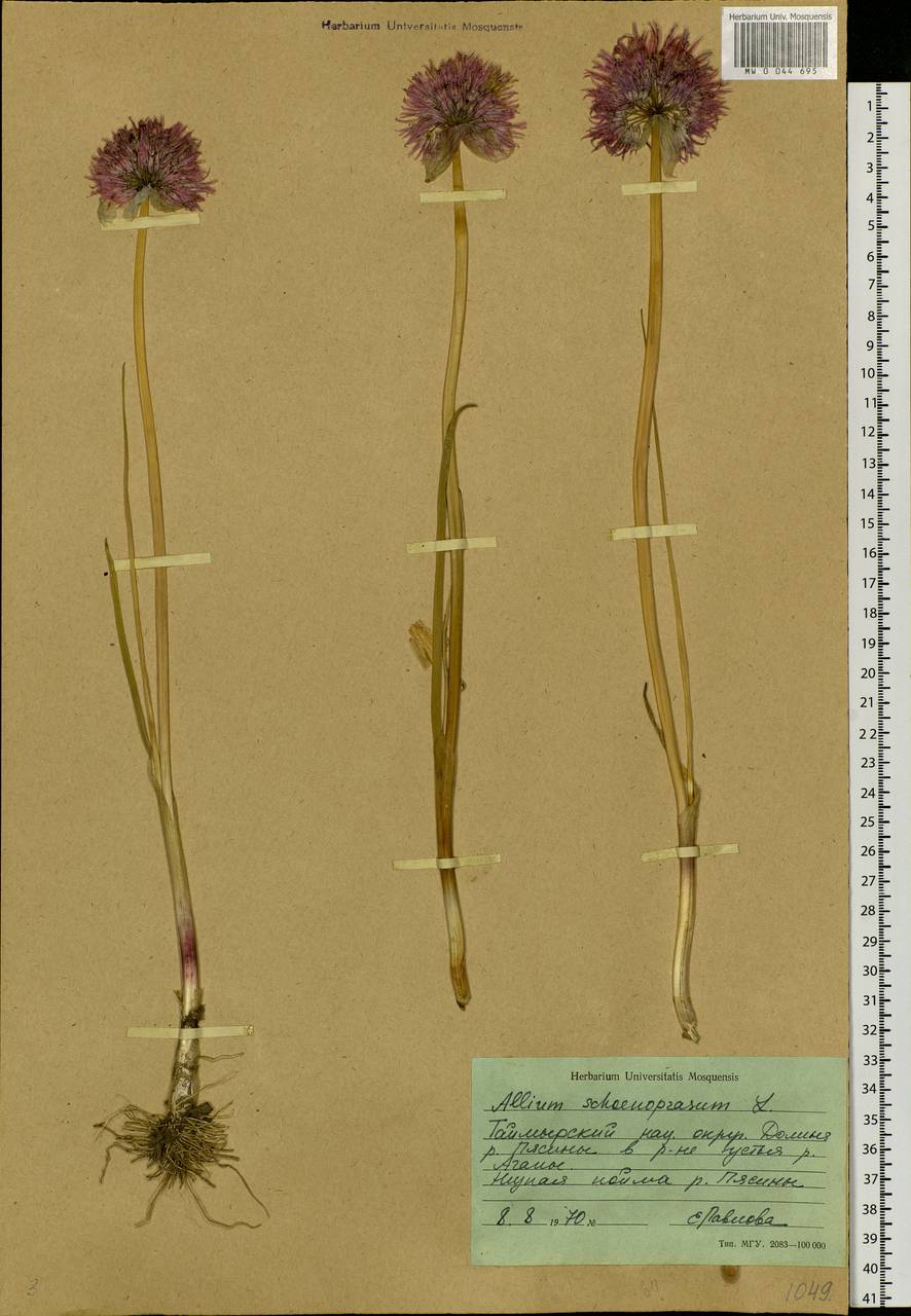 Allium schoenoprasum L., Siberia, Central Siberia (S3) (Russia)