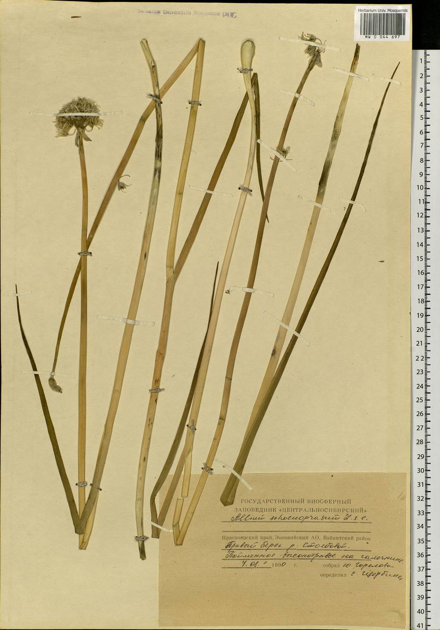 Allium schoenoprasum L., Siberia, Central Siberia (S3) (Russia)