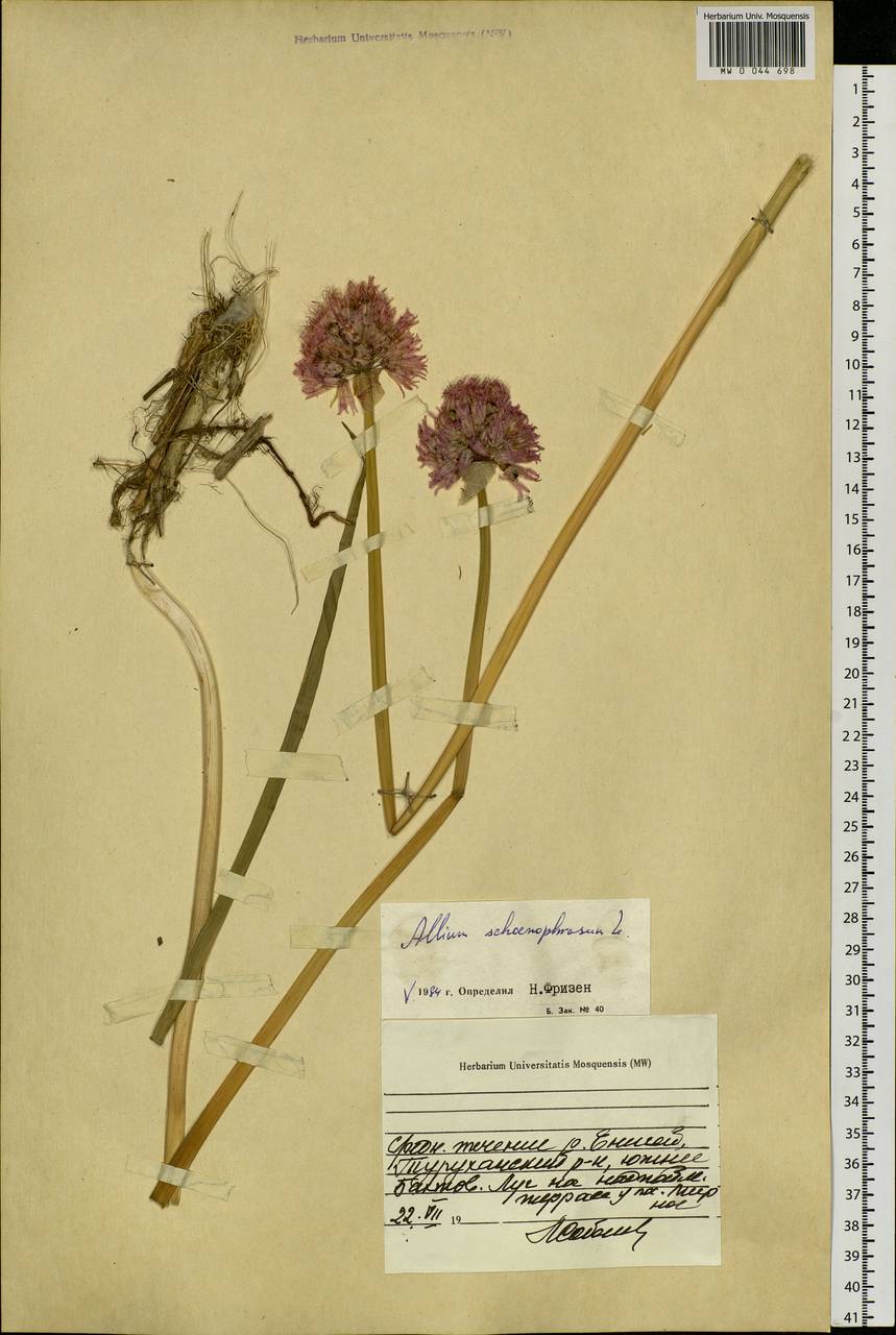 Allium schoenoprasum L., Siberia, Central Siberia (S3) (Russia)