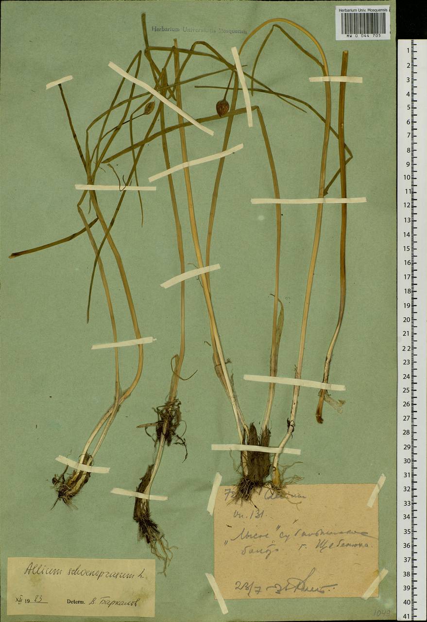 Allium schoenoprasum L., Siberia, Western (Kazakhstan) Altai Mountains (S2a) (Kazakhstan)
