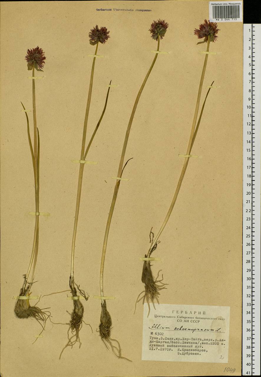 Allium schoenoprasum L., Siberia, Altai & Sayany Mountains (S2) (Russia)
