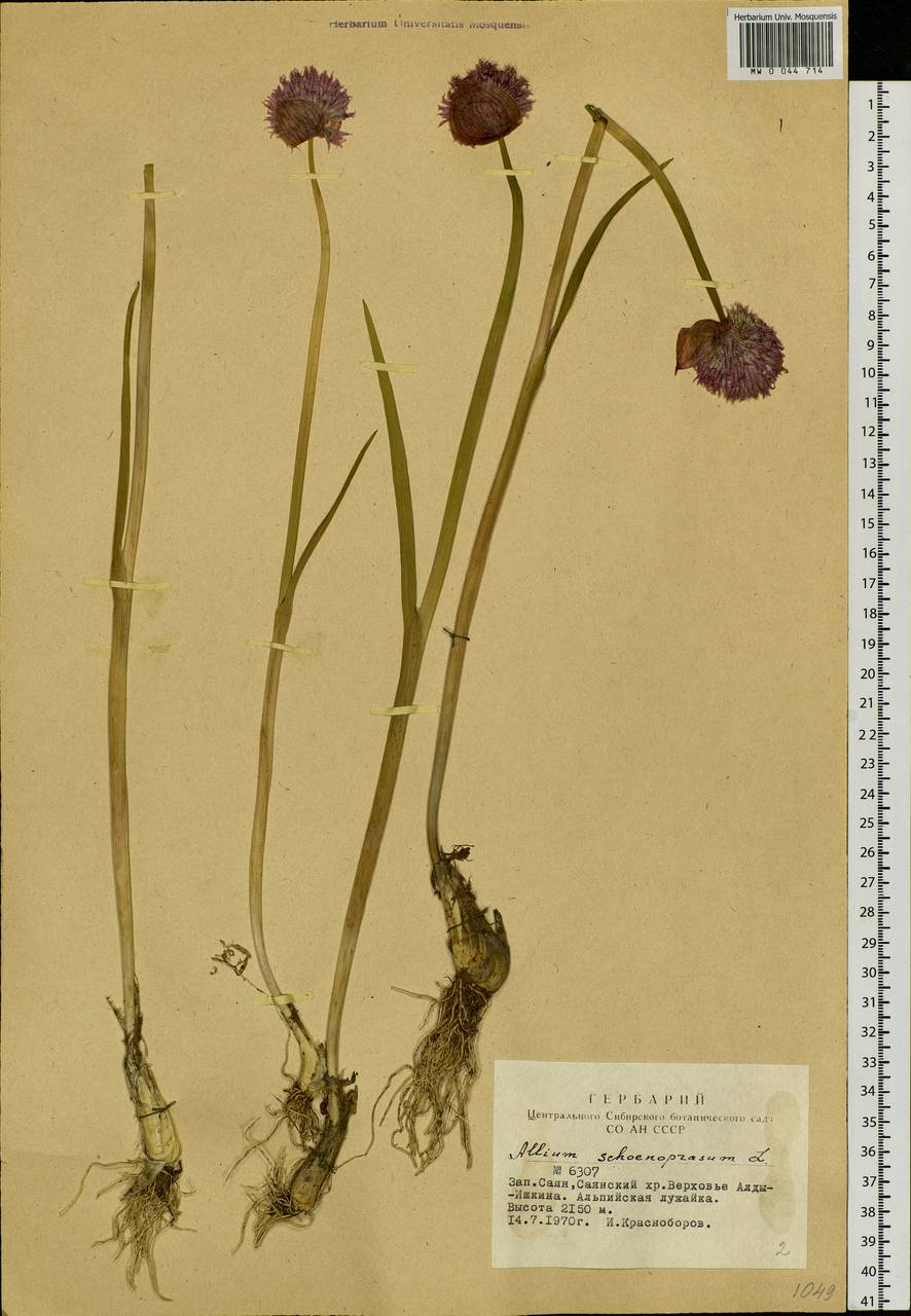 Allium schoenoprasum L., Siberia, Altai & Sayany Mountains (S2) (Russia)