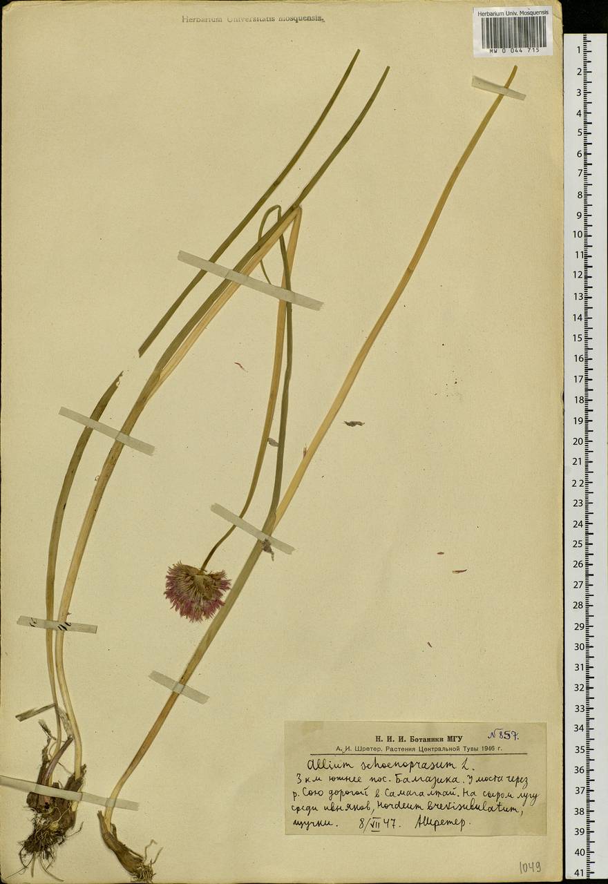 Allium schoenoprasum L., Siberia, Altai & Sayany Mountains (S2) (Russia)