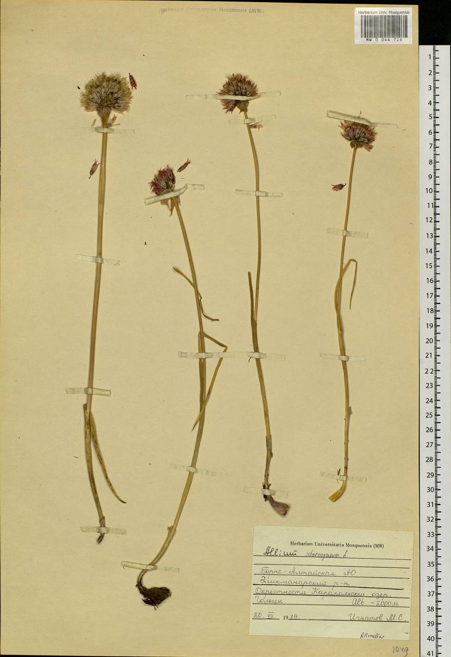 Allium schoenoprasum L., Siberia, Altai & Sayany Mountains (S2) (Russia)