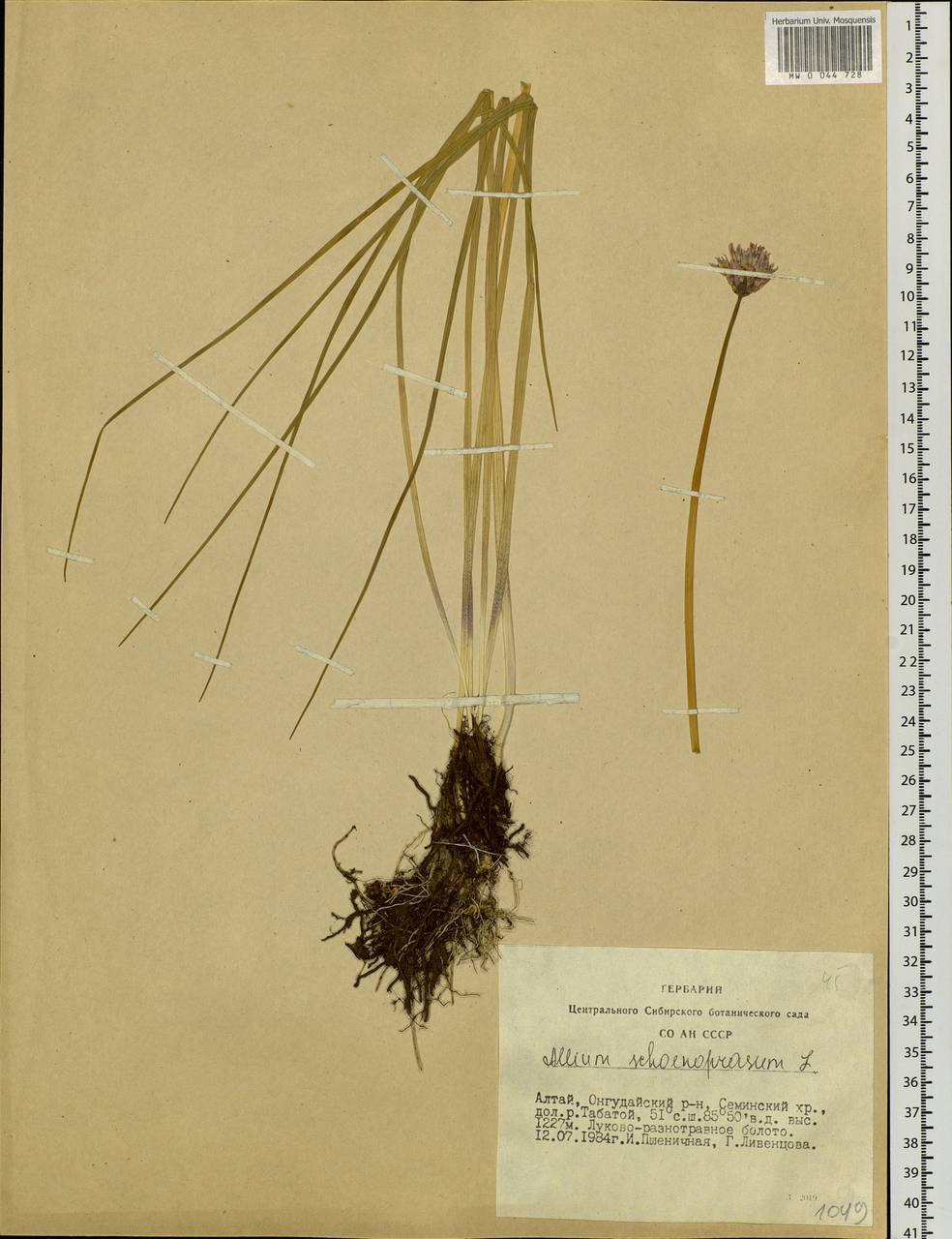 Allium schoenoprasum L., Siberia, Altai & Sayany Mountains (S2) (Russia)