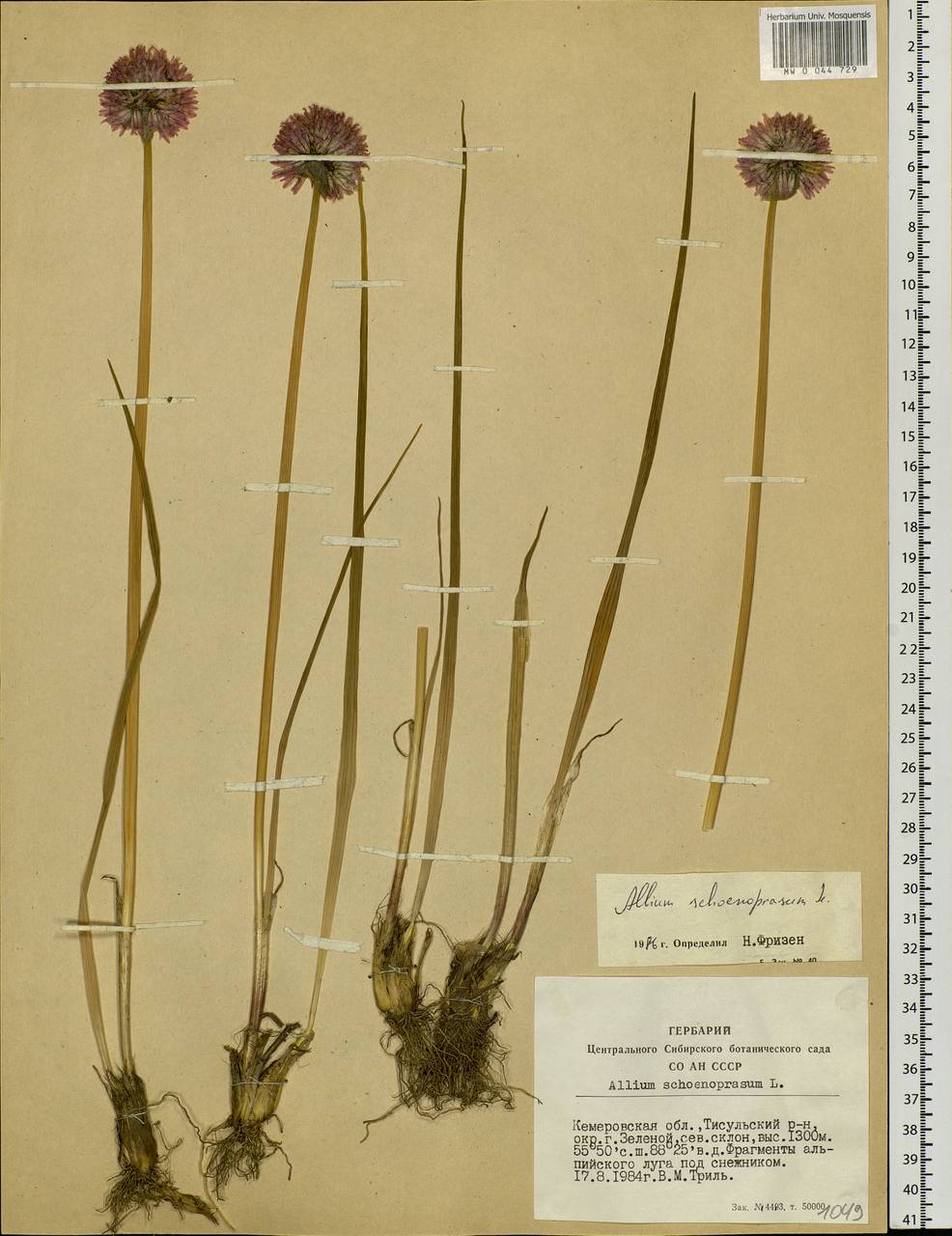 Allium schoenoprasum L., Siberia, Altai & Sayany Mountains (S2) (Russia)