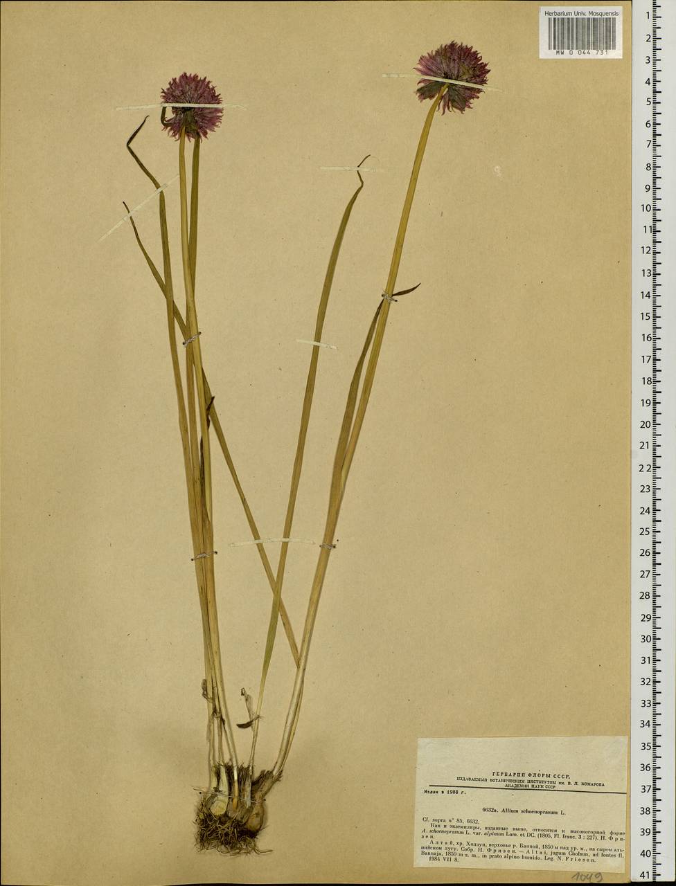 Allium schoenoprasum L., Siberia, Altai & Sayany Mountains (S2) (Russia)