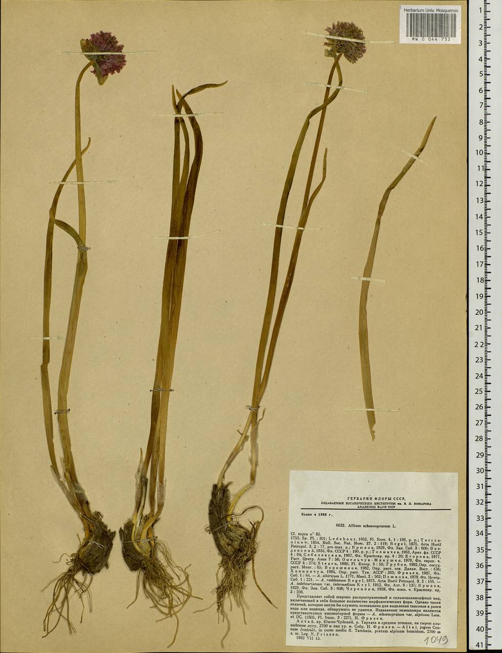 Allium schoenoprasum L., Siberia, Altai & Sayany Mountains (S2) (Russia)