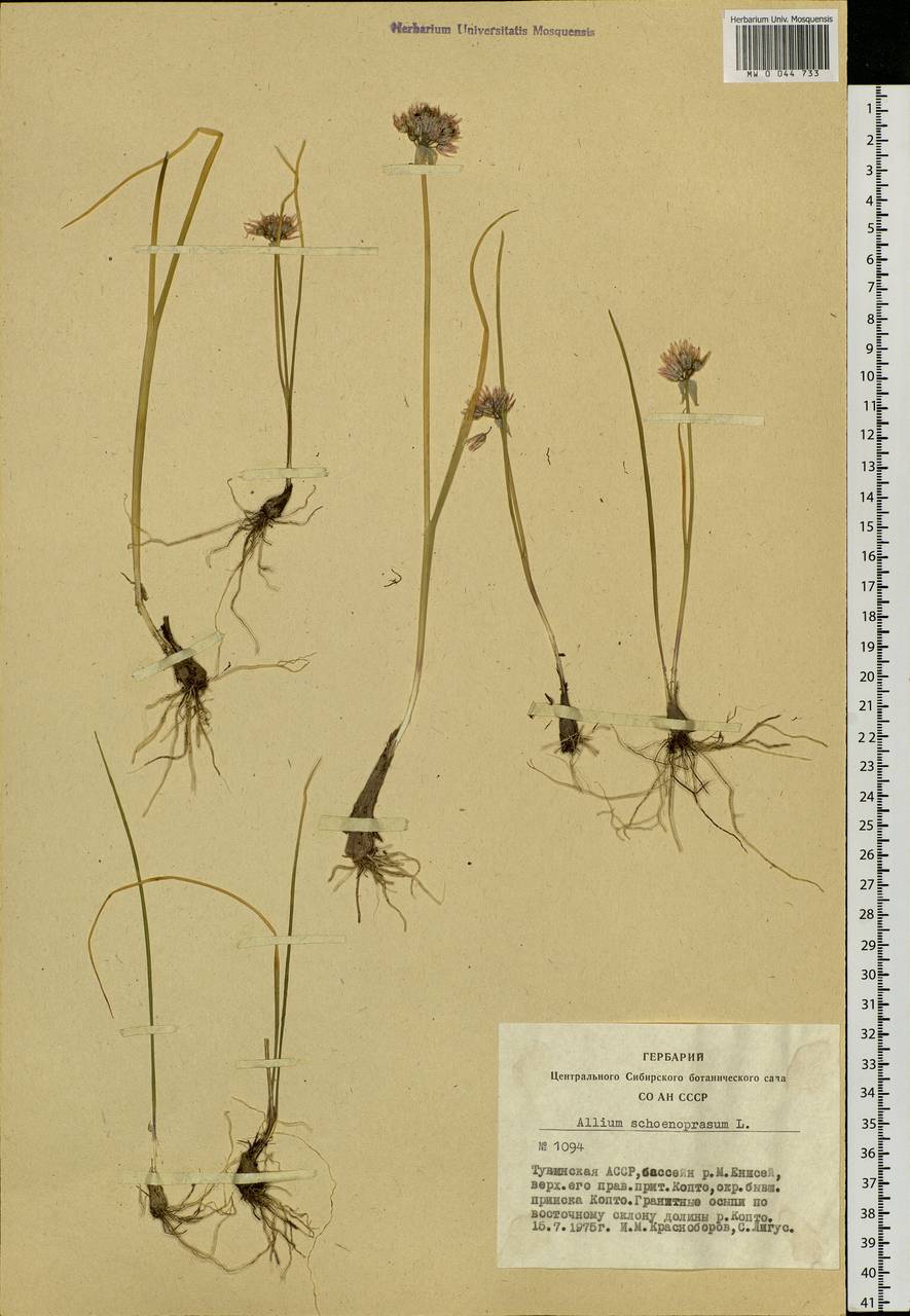 Allium schoenoprasum L., Siberia, Altai & Sayany Mountains (S2) (Russia)