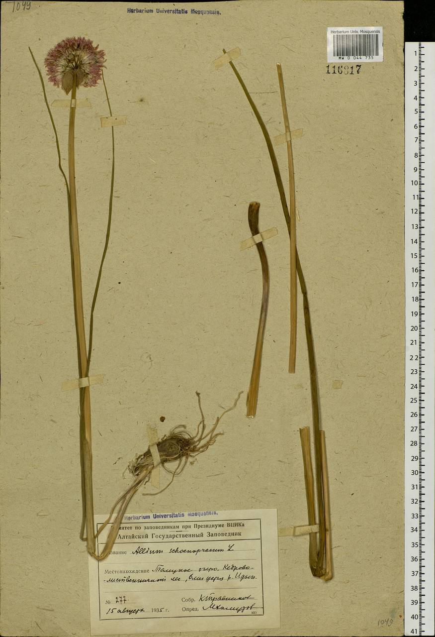 Allium schoenoprasum L., Siberia, Altai & Sayany Mountains (S2) (Russia)