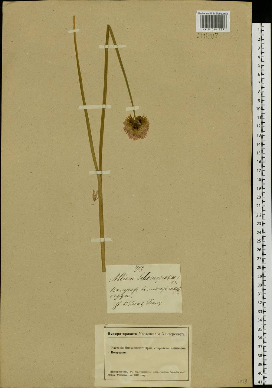 Allium schoenoprasum L., Siberia, Altai & Sayany Mountains (S2) (Russia)