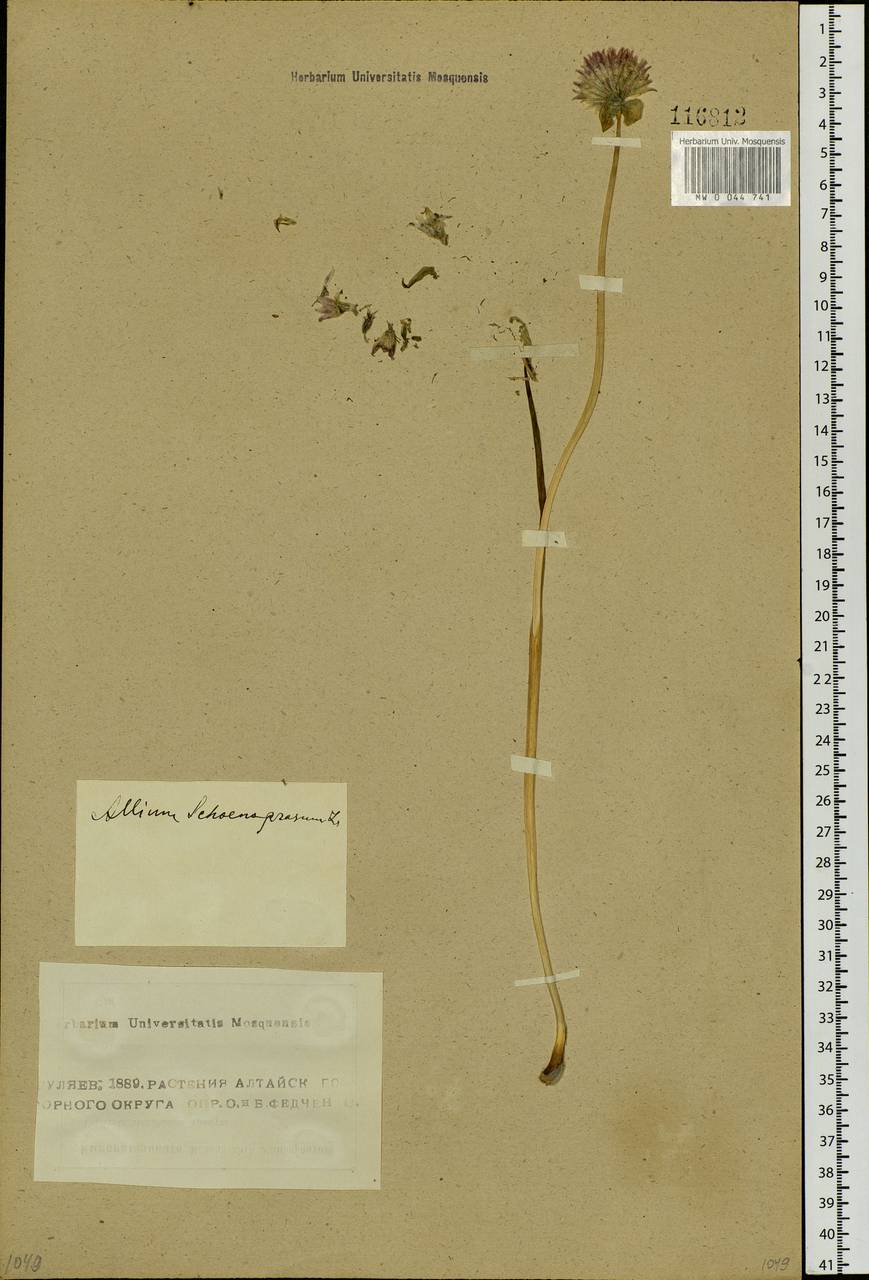 Allium schoenoprasum L., Siberia, Altai & Sayany Mountains (S2) (Russia)