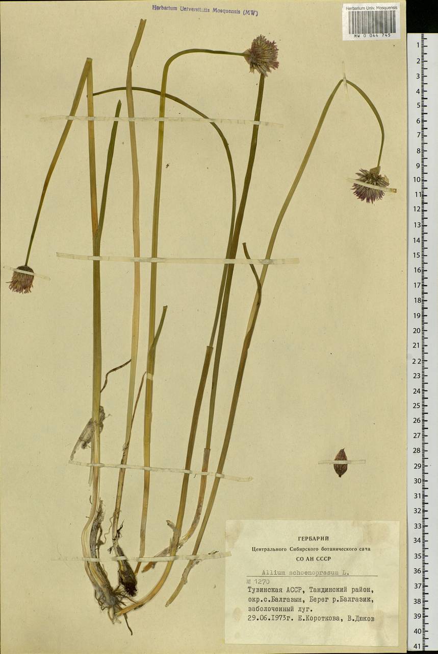 Allium schoenoprasum L., Siberia, Altai & Sayany Mountains (S2) (Russia)