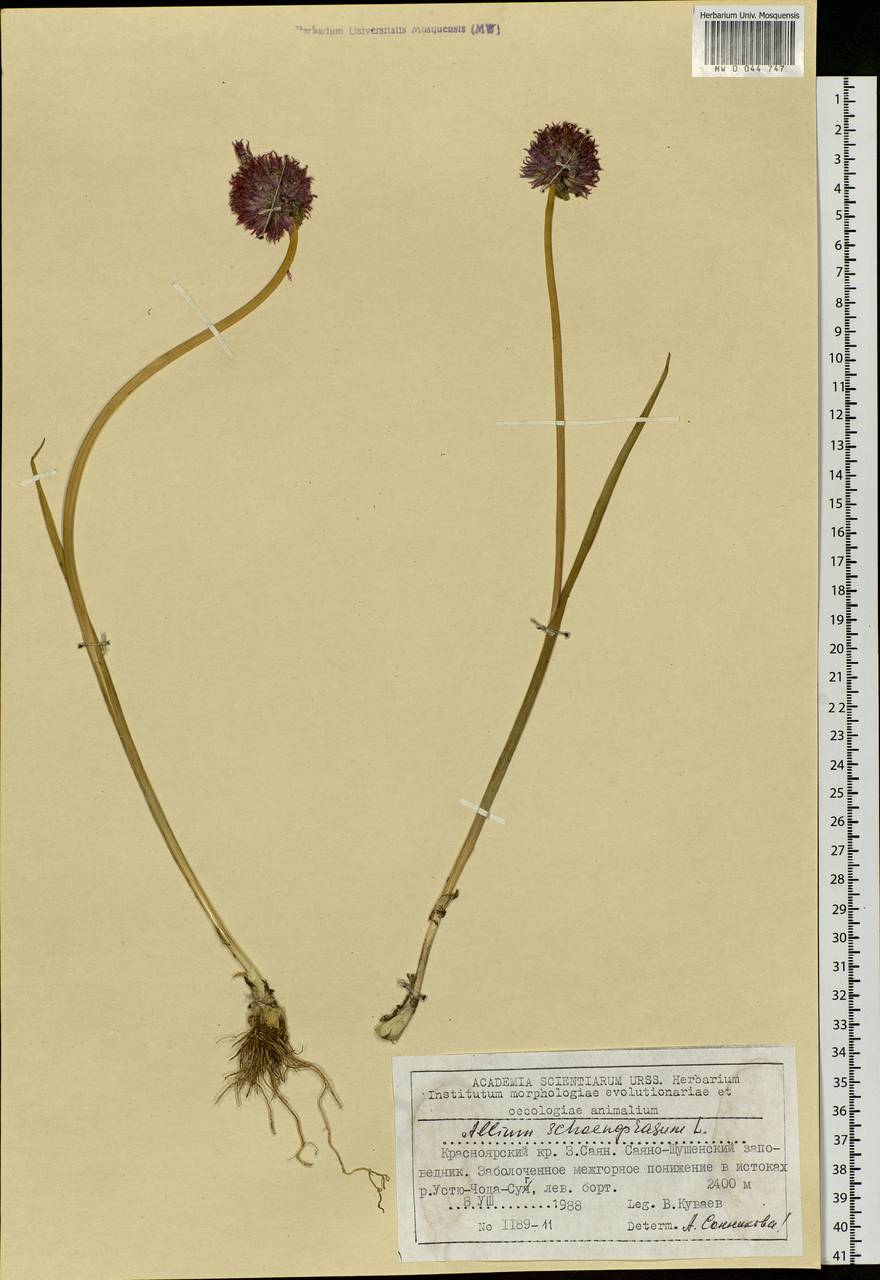 Allium schoenoprasum L., Siberia, Altai & Sayany Mountains (S2) (Russia)