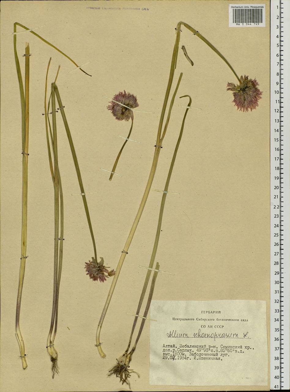 Allium schoenoprasum L., Siberia, Altai & Sayany Mountains (S2) (Russia)