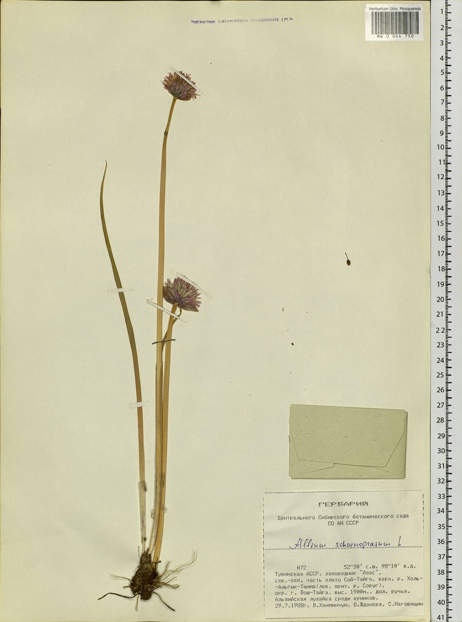 Allium schoenoprasum L., Siberia, Altai & Sayany Mountains (S2) (Russia)