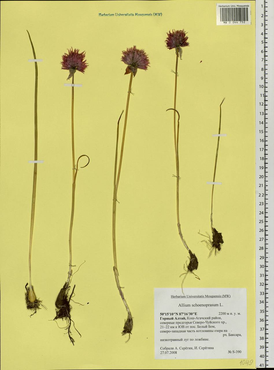 Allium schoenoprasum L., Siberia, Altai & Sayany Mountains (S2) (Russia)