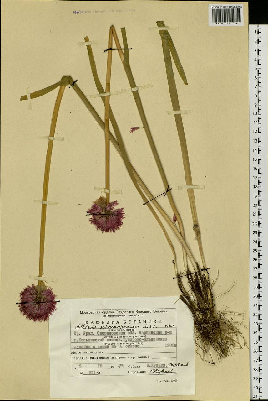 Allium schoenoprasum L., Eastern Europe, Eastern region (E10) (Russia)