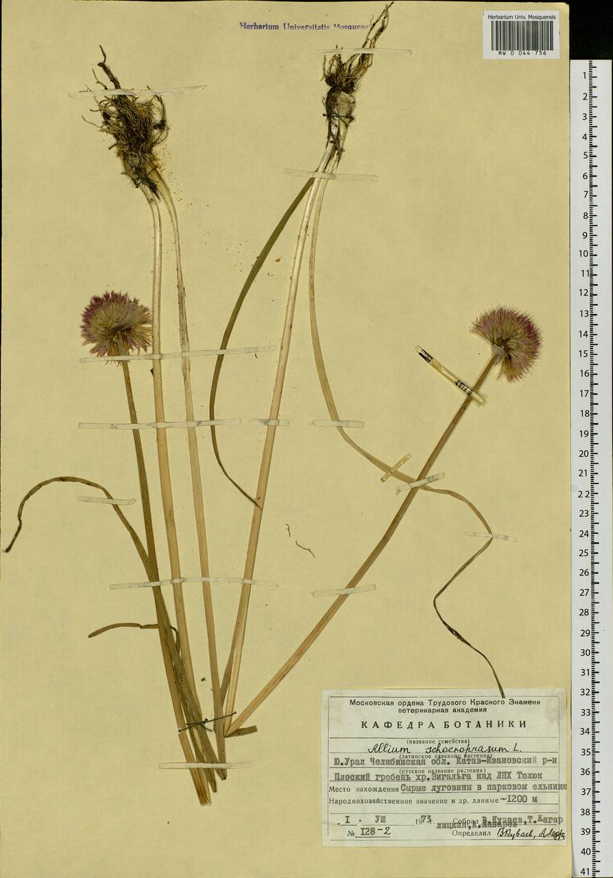 Allium schoenoprasum L., Eastern Europe, Eastern region (E10) (Russia)