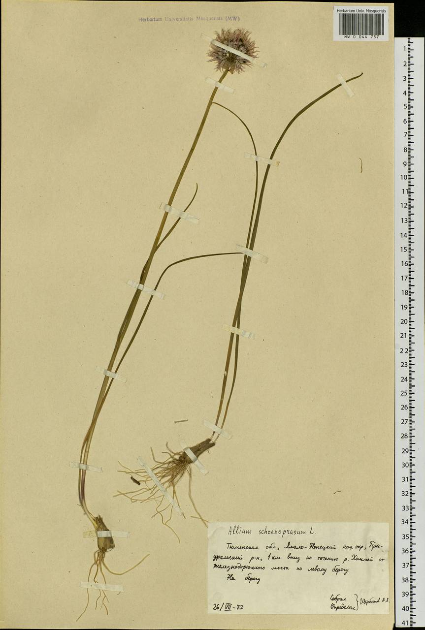 Allium schoenoprasum L., Siberia, Western Siberia (S1) (Russia)