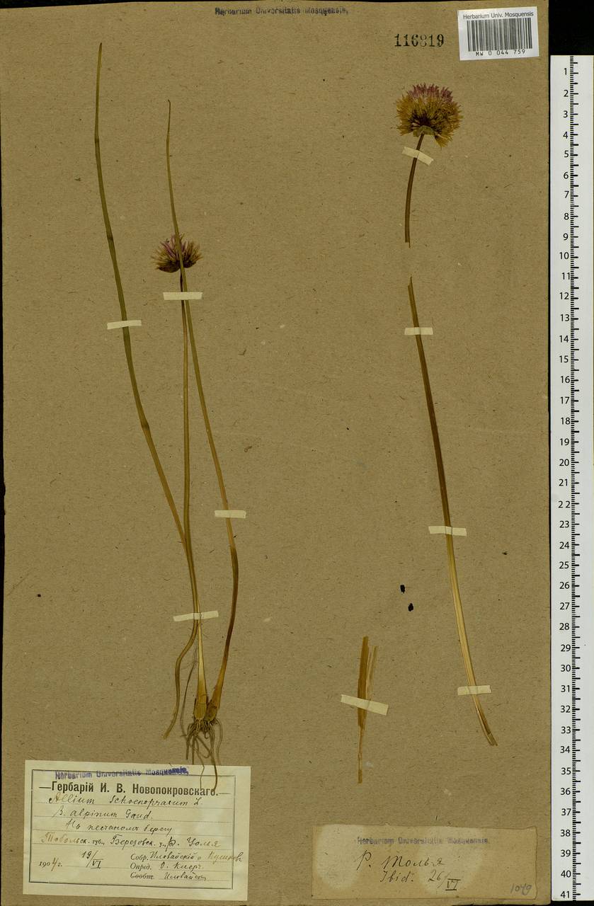 Allium schoenoprasum L., Siberia, Western Siberia (S1) (Russia)