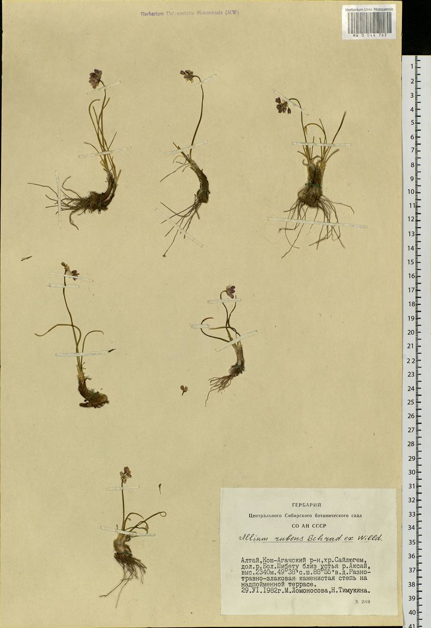 Allium schoenoprasum L., Siberia, Altai & Sayany Mountains (S2) (Russia)