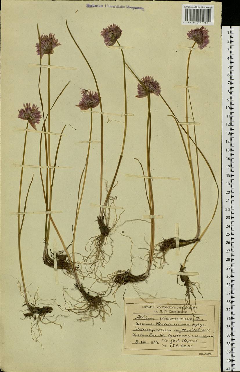 Allium schoenoprasum L., Siberia, Western Siberia (S1) (Russia)