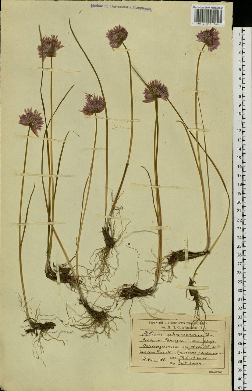 Allium schoenoprasum L., Siberia, Western Siberia (S1) (Russia)