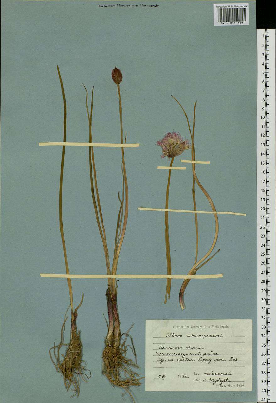 Allium schoenoprasum L., Siberia, Western Siberia (S1) (Russia)