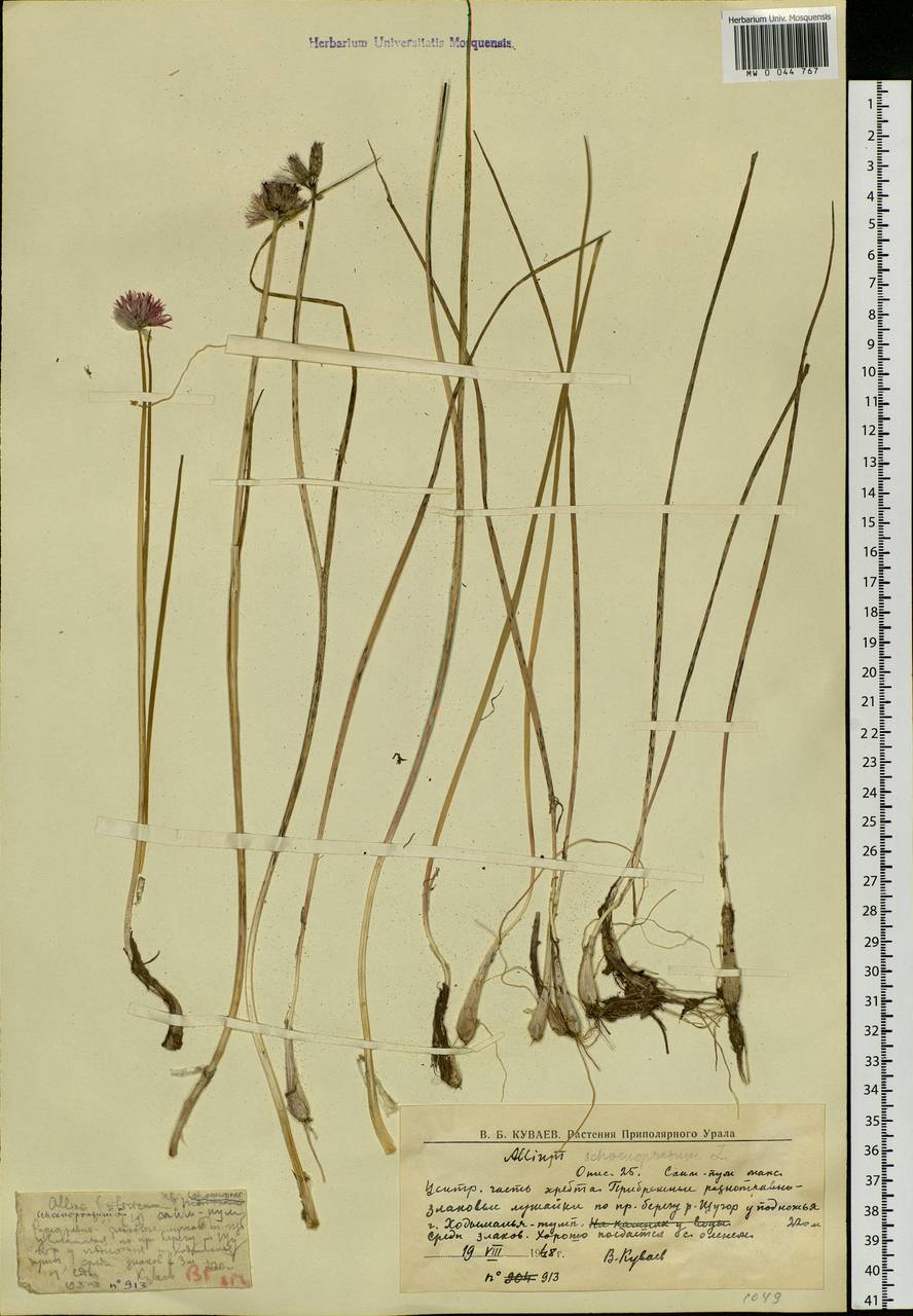 Allium schoenoprasum L., Eastern Europe, Northern region (E1) (Russia)