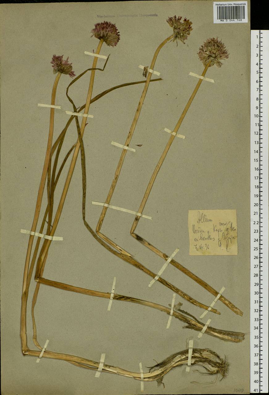 Allium schoenoprasum L., Eastern Europe, Northern region (E1) (Russia)