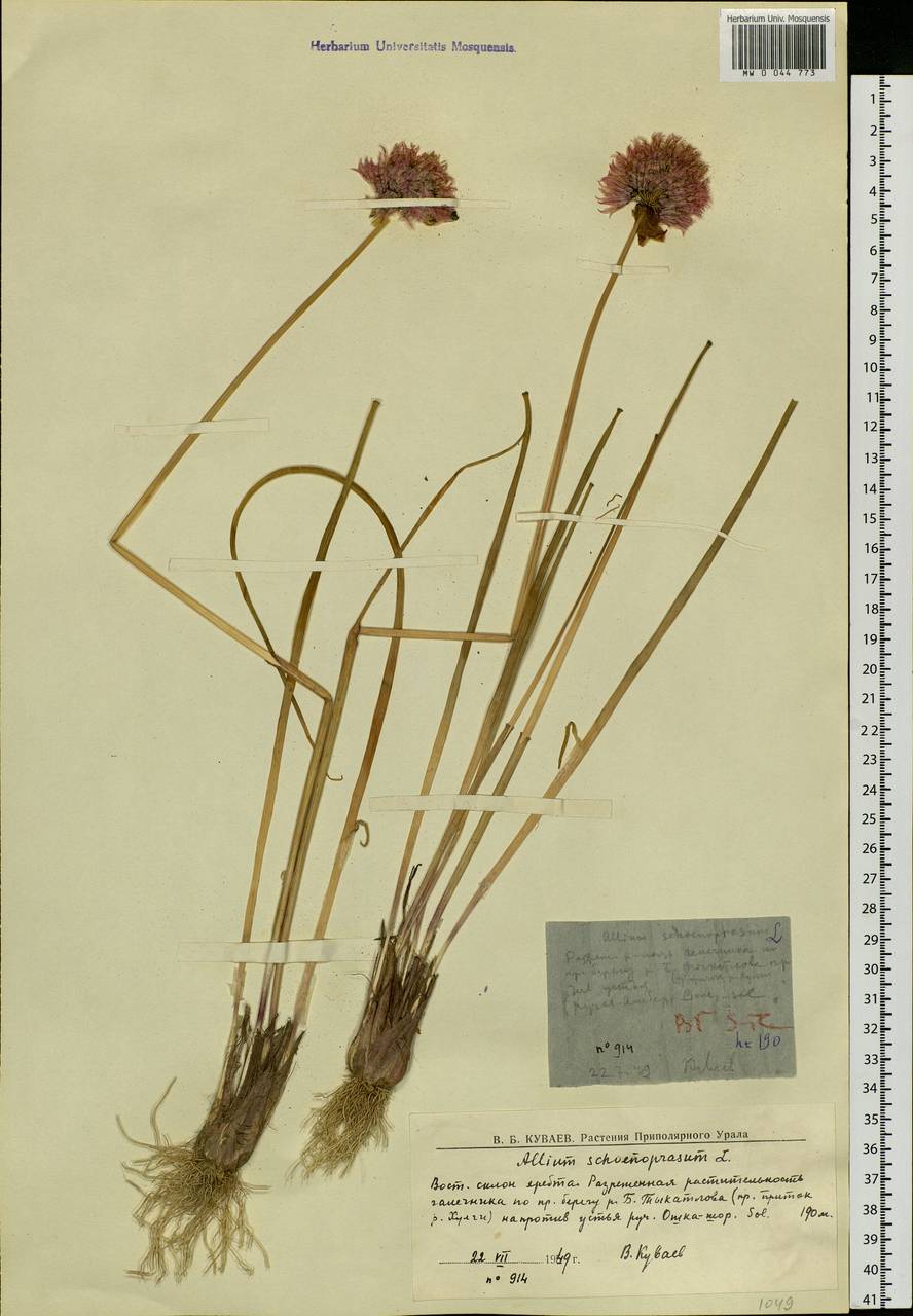 Allium schoenoprasum L., Siberia, Western Siberia (S1) (Russia)