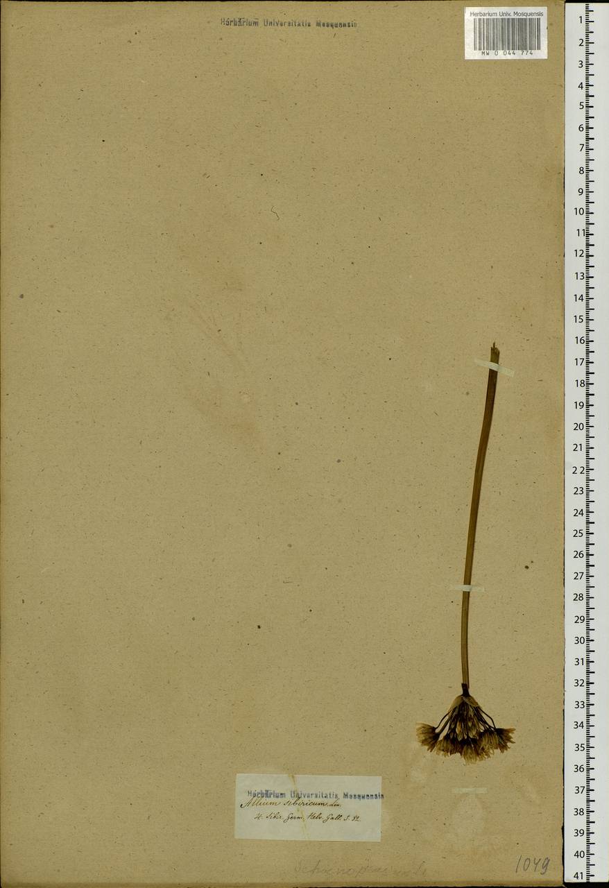 Allium schoenoprasum L., Siberia (no precise locality) (S0) (Russia)